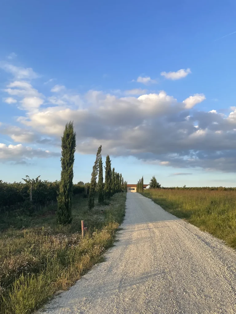 lipovac vinarija