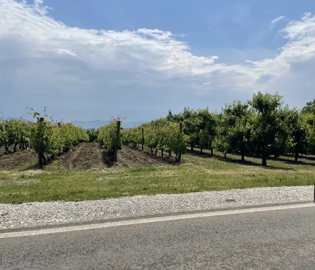 šumadija_vinarije