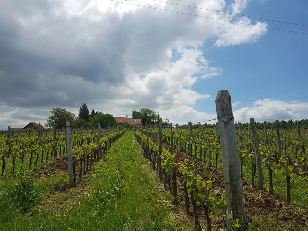 vinarija arsenijevic